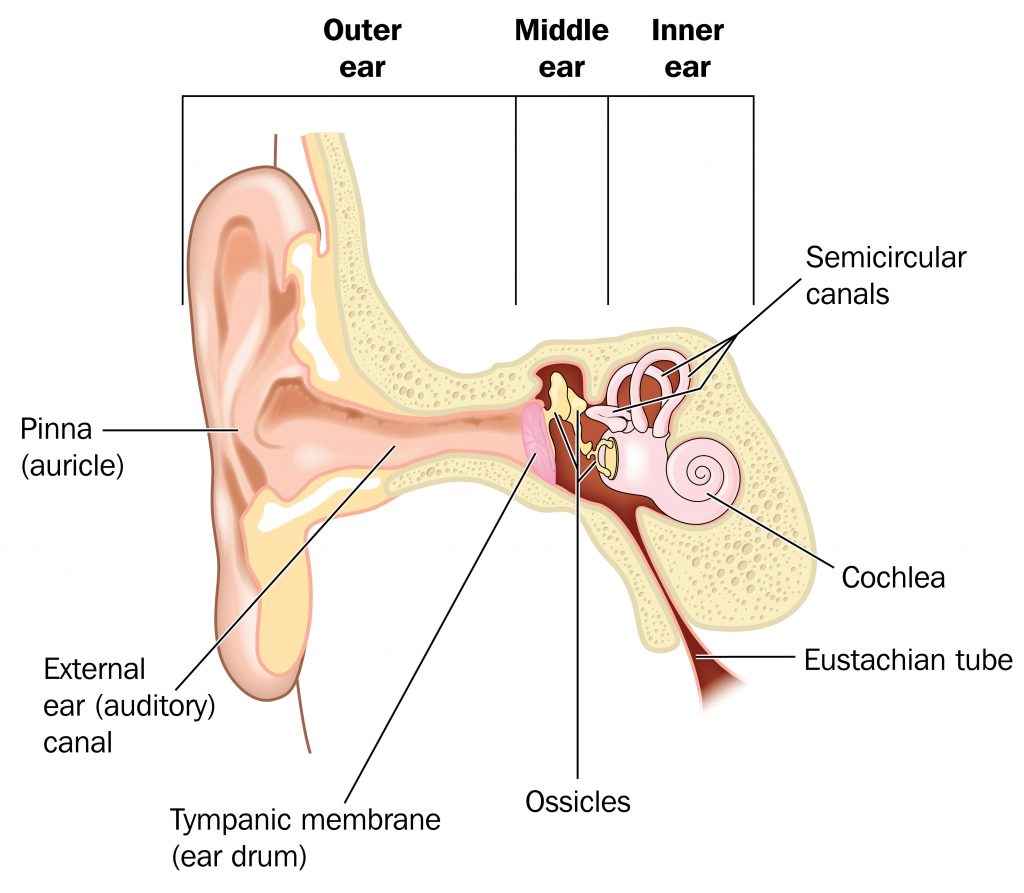 Ear Anatomy – Outer Ear | McGovern Medical School